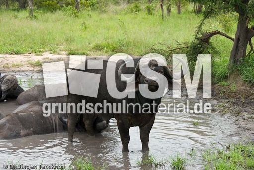 Afrikanischer Büffel (59 von 102).jpg